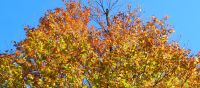 066 goldener oktober